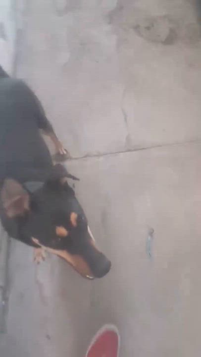 Enlarge Lisi(2), a Adoptable mixed breed in Mexicali, BCN video 5/5