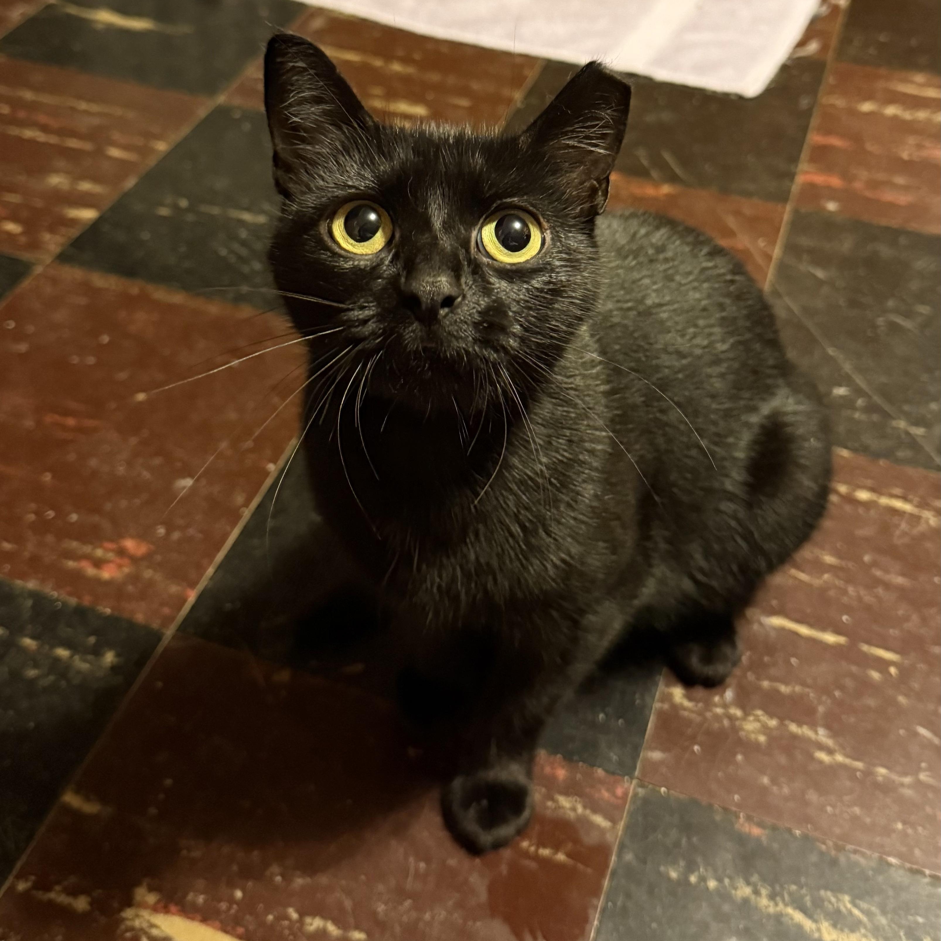 Enlarge Vampirina, a ADOPTABLE mixed breed in South Park, PA image 1/2