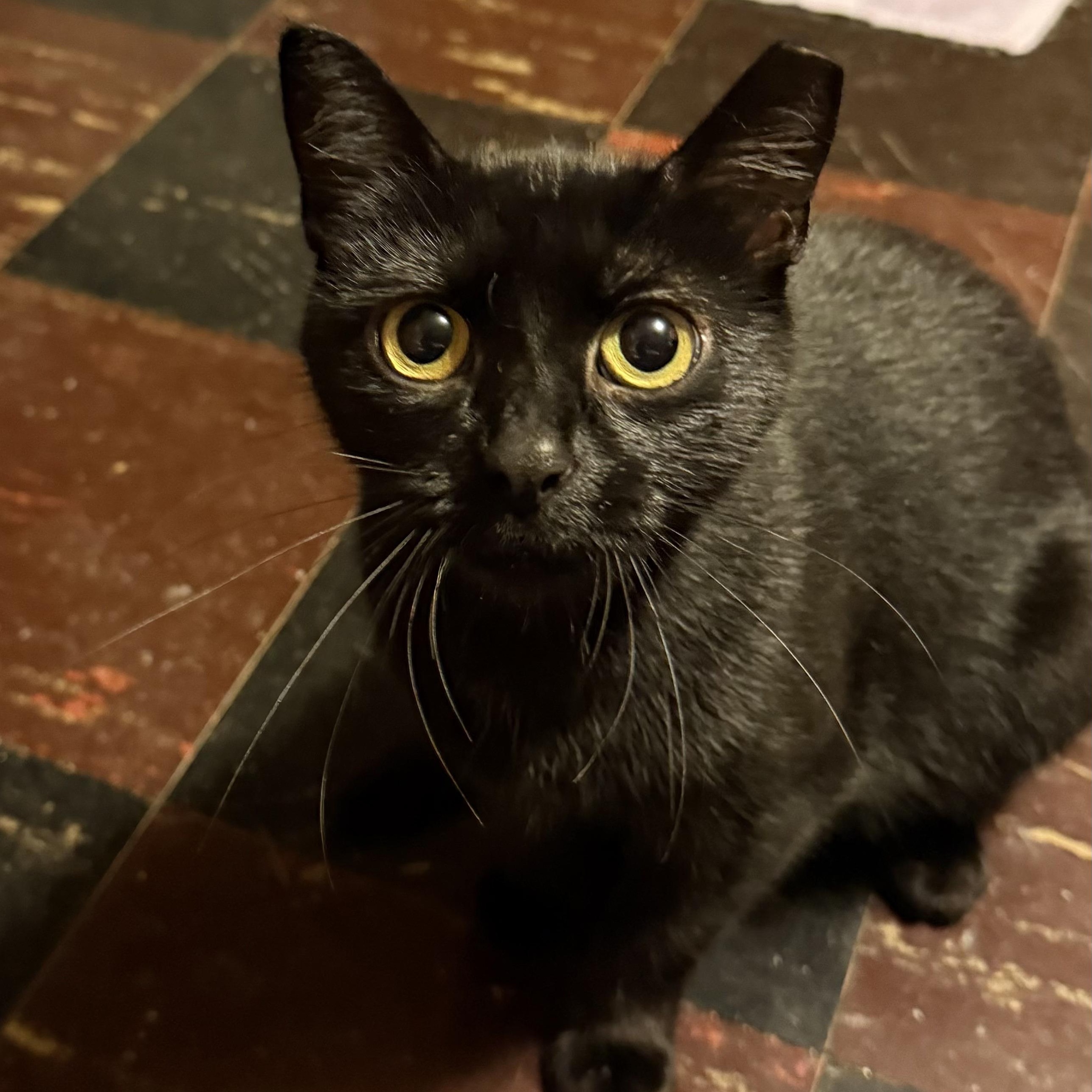 Enlarge Vampirina, a ADOPTABLE mixed breed in South Park, PA image 2/2