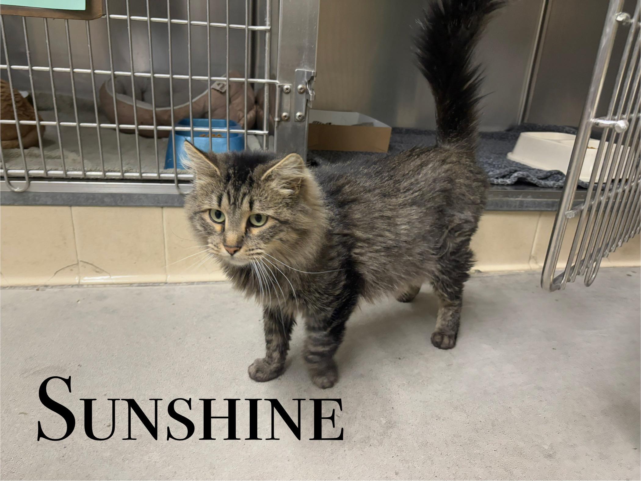 Sunshine, an adoptable Domestic Long Hair in Craig, CO, 81625 | Photo Image 1