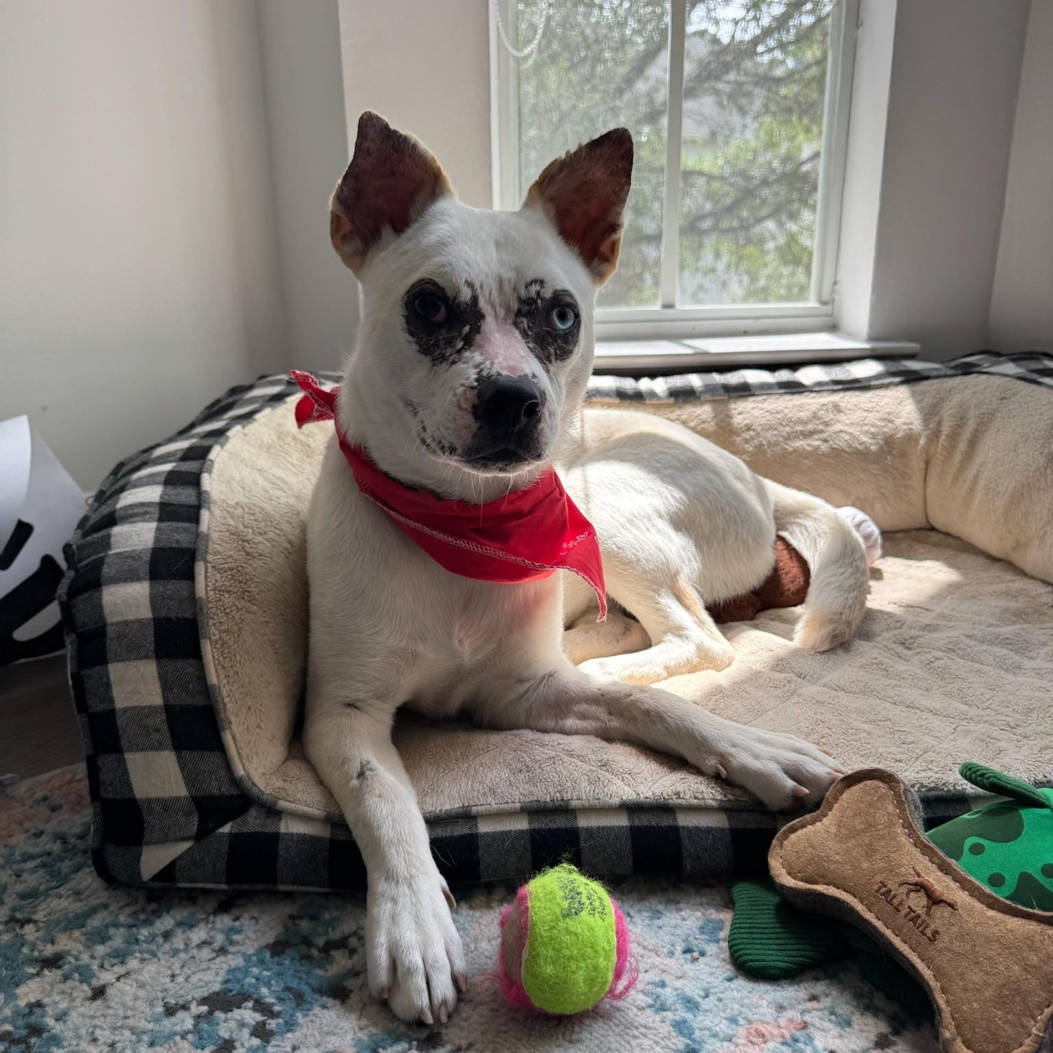 Morgan Wallen, an adoption pending mixed breed in Des Moines, WA image 2/6
