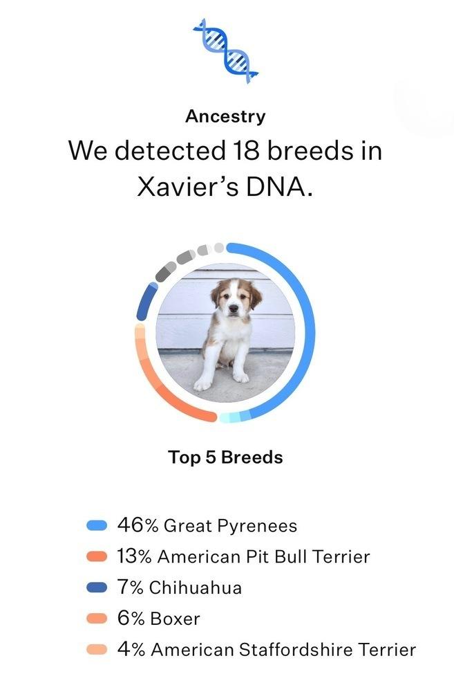 Eugene, a Adoptable mixed breed in Frisco, TX image 3/4