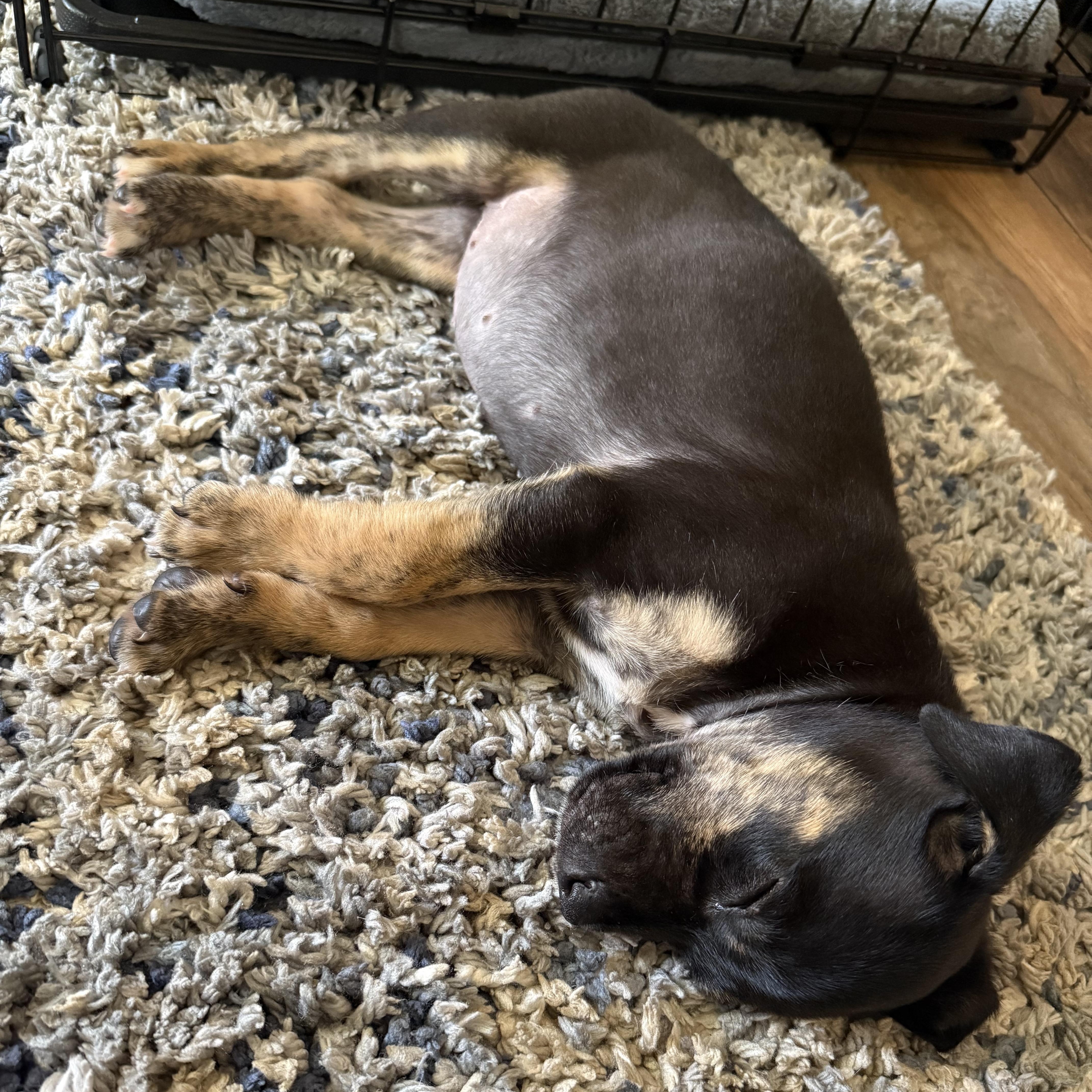 Roux, ADOPTABLE, Puppy Female Labrador Retriever.