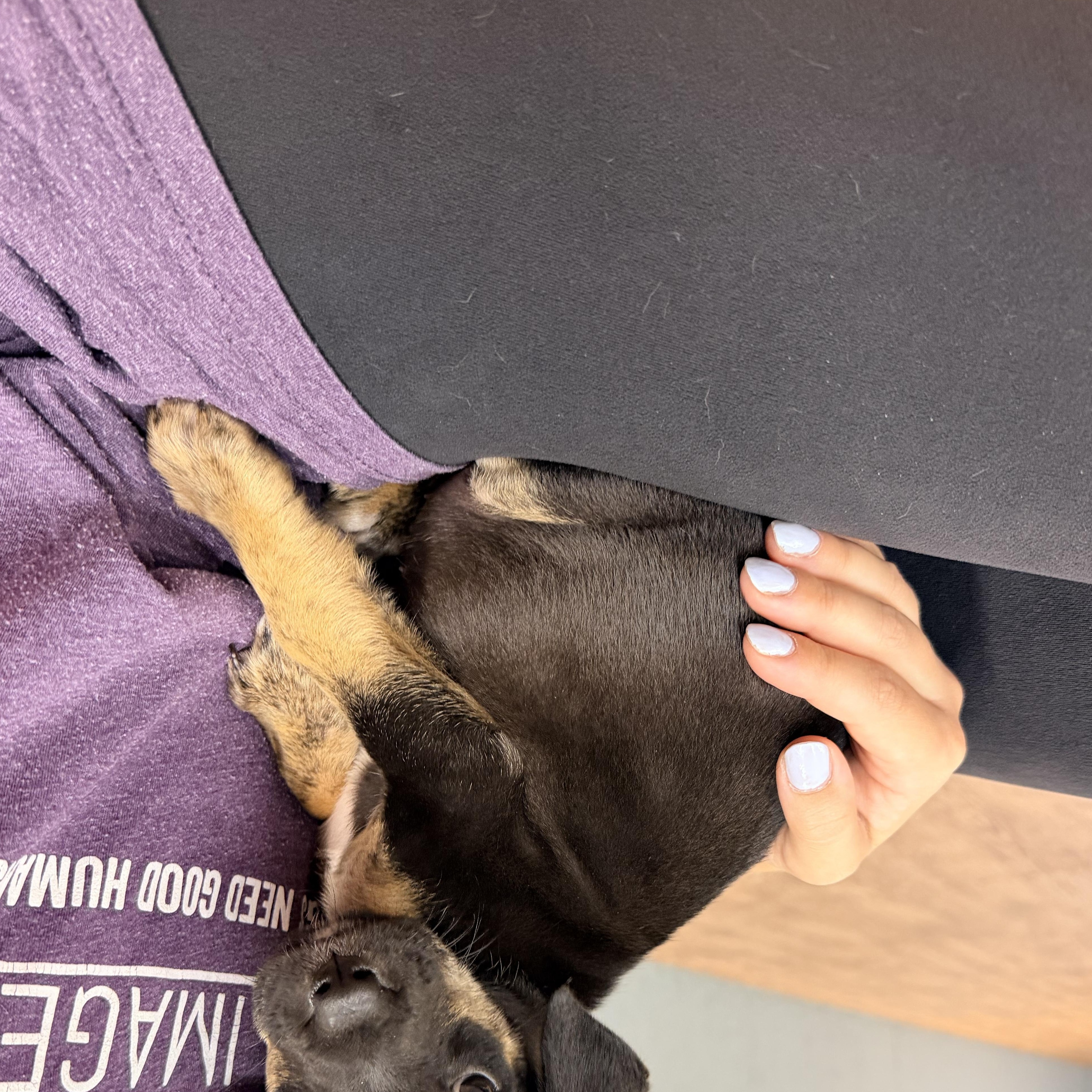 Roux, a ADOPTABLE mixed breed in Marietta, GA image 2/2