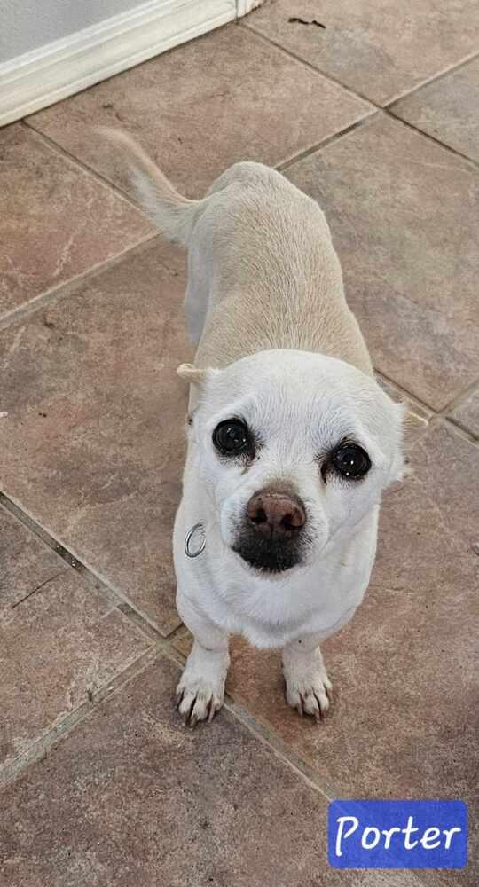 Porter, Adoptable, Adult Male Chihuahua.