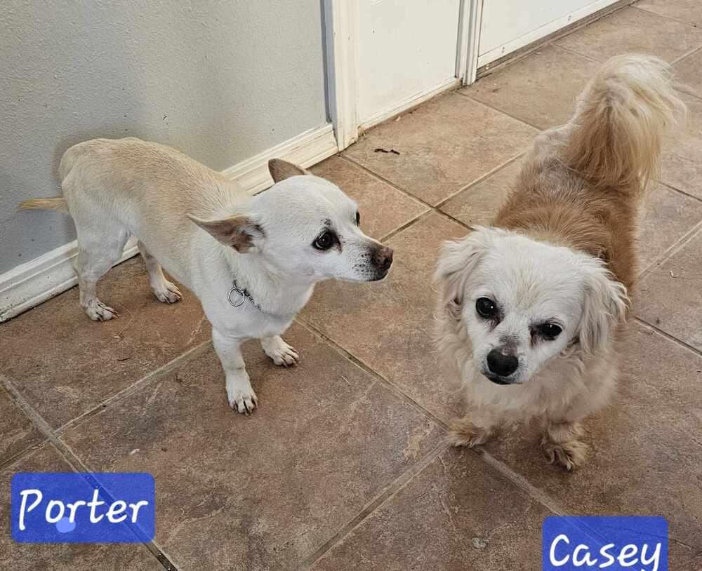 Porter, a Adoptable Chihuahua in Jemez Pueblo, NM image 2/3