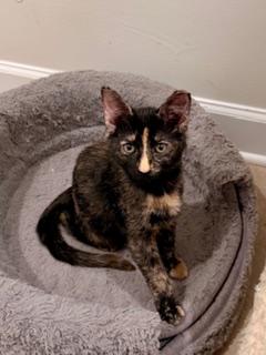 Enlarge Hazel, a Adoptable mixed breed in Waxhaw, NC image 3/4