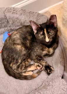 Enlarge Hazel, a Adoptable mixed breed in Waxhaw, NC image 2/4