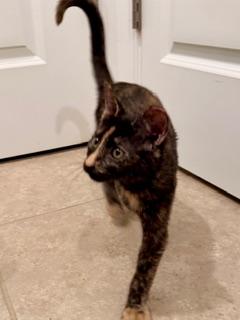 Enlarge Hazel, a Adoptable mixed breed in Waxhaw, NC image 4/4