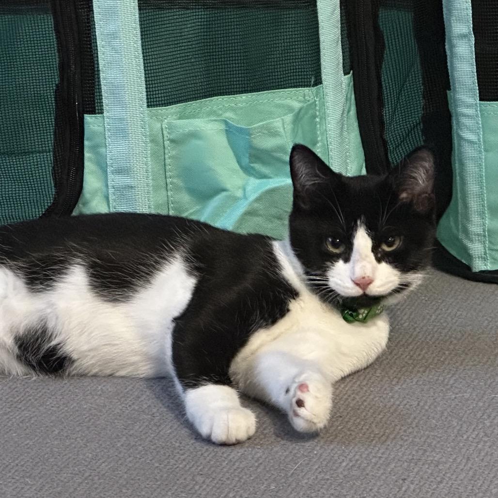 Tux, Adoptable, Kitten Male Domestic Short Hair.