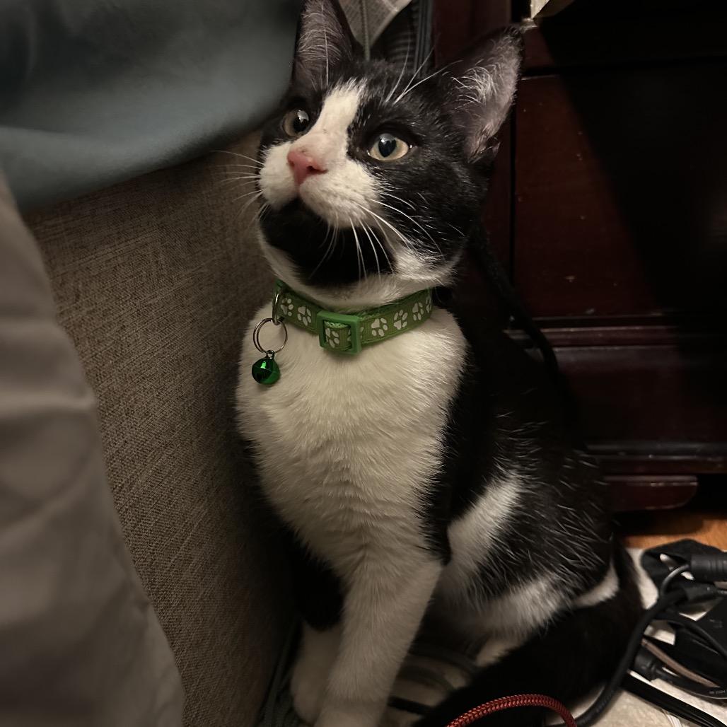Enlarge Tux, a Adoptable Domestic Short Hair in Silver Spring, MD image 2/6