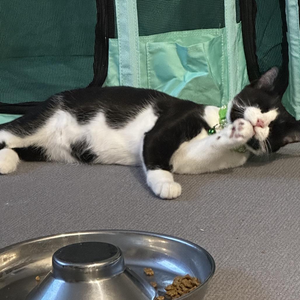 Enlarge Tux, a Adoptable Domestic Short Hair in Silver Spring, MD image 3/6