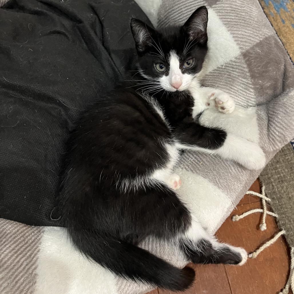 Enlarge Tux, a Adoptable Domestic Short Hair in Silver Spring, MD image 4/6