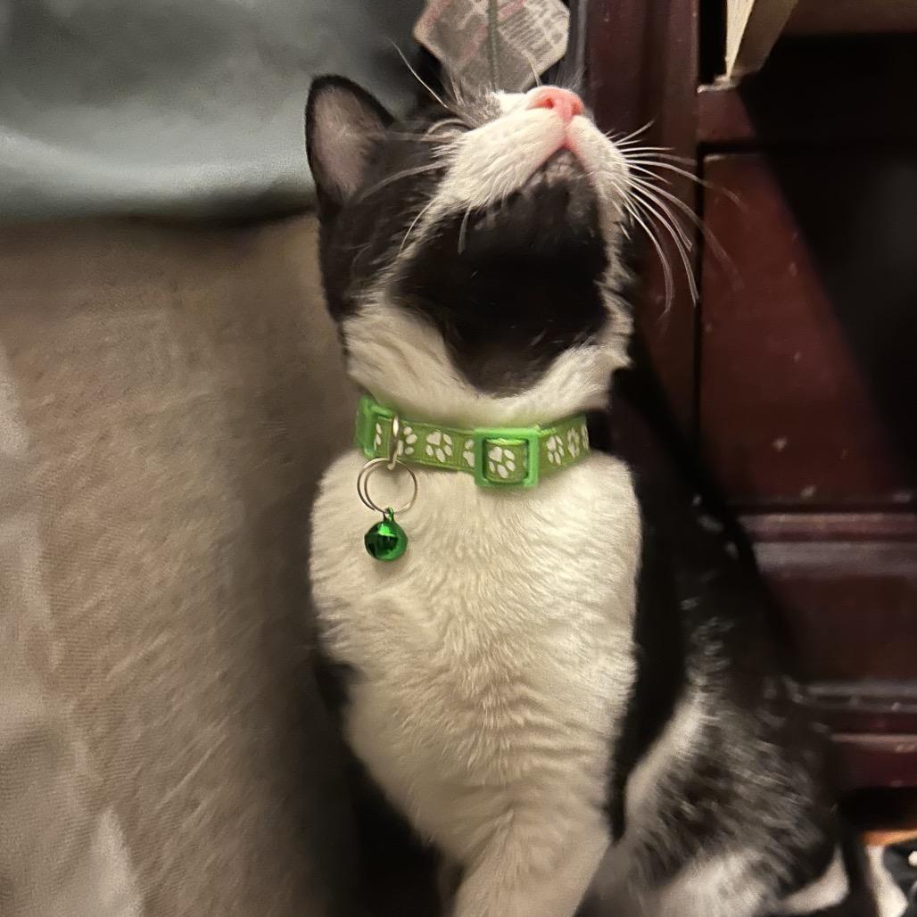 Enlarge Tux, a Adoptable Domestic Short Hair in Silver Spring, MD image 5/6