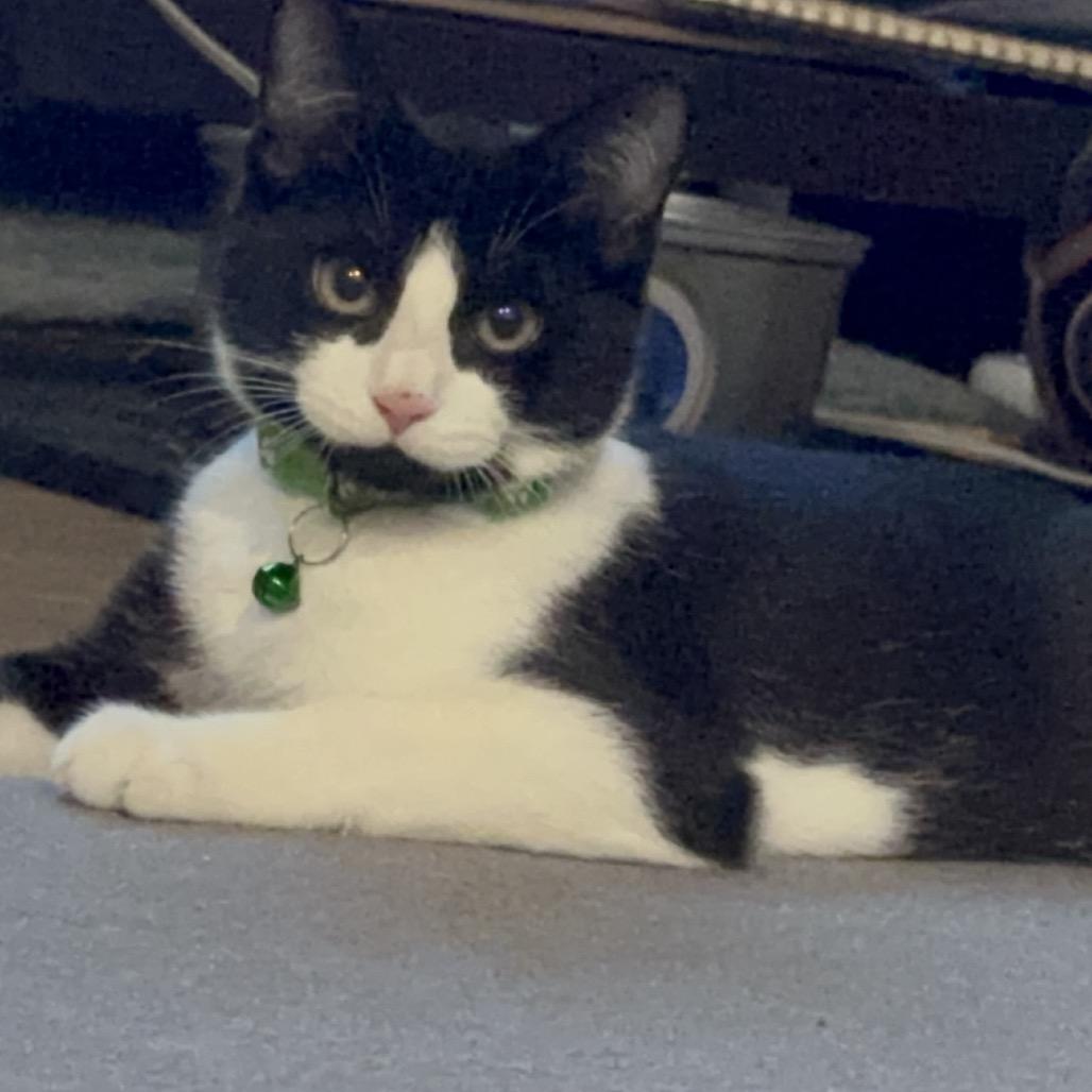 Enlarge Tux, a Adoptable Domestic Short Hair in Silver Spring, MD image 6/6
