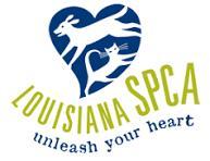 Enlarge Butch, a Adoptable mixed breed in New Orleans, LA image 1/1