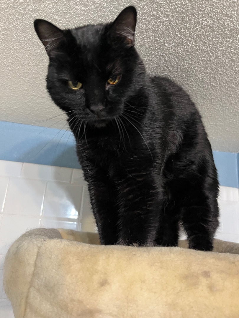 Enlarge Midnight, a Adoptable Domestic Short Hair in Colorado Springs, CO image 1/1