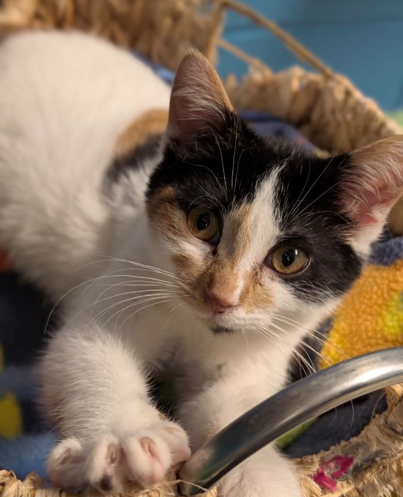 Callie, a Adoptable mixed breed in Defiance, OH image 1/6