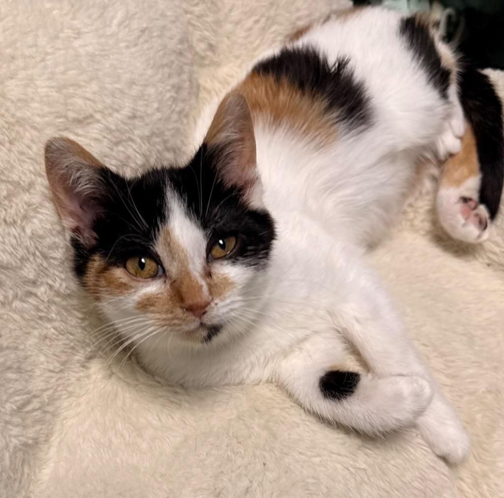 Callie, a Adoptable mixed breed in Defiance, OH image 2/6