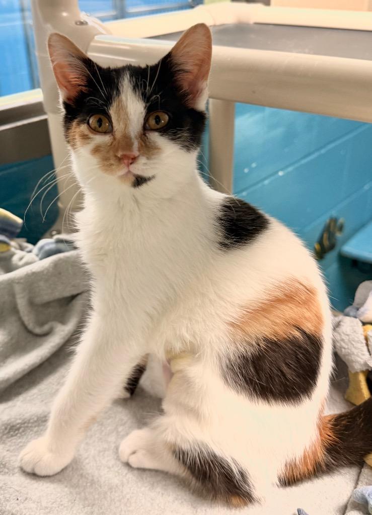 Callie, a Adoptable mixed breed in Defiance, OH image 3/6