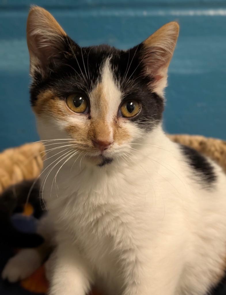 Callie, a Adoptable mixed breed in Defiance, OH image 4/6