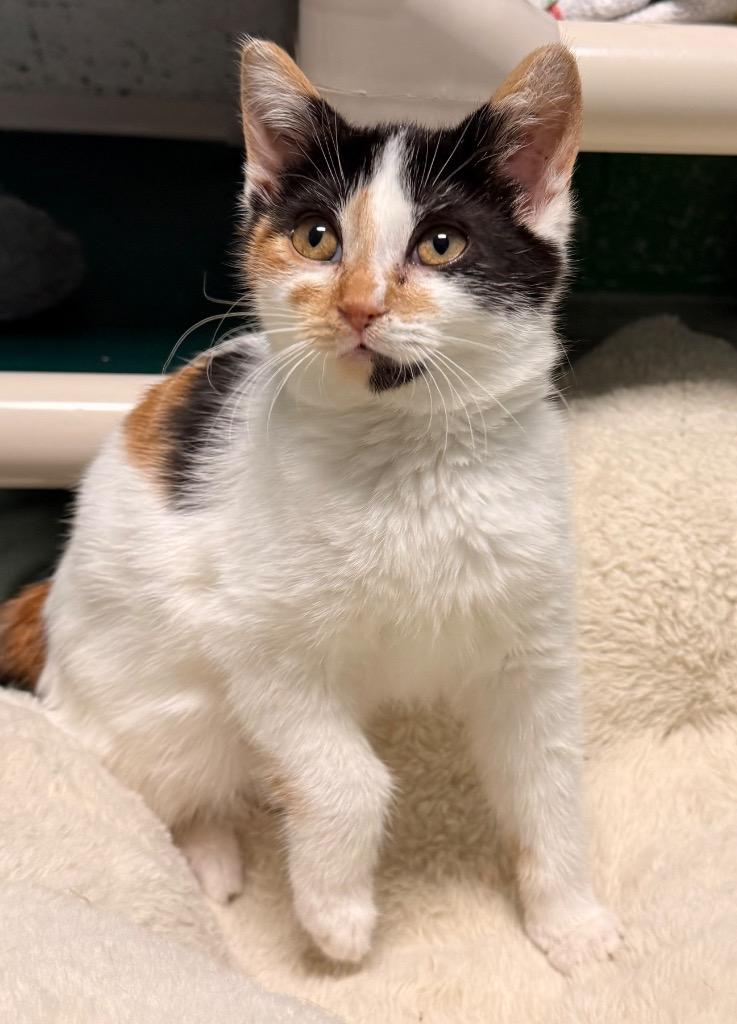 Callie, a Adoptable mixed breed in Defiance, OH image 5/6