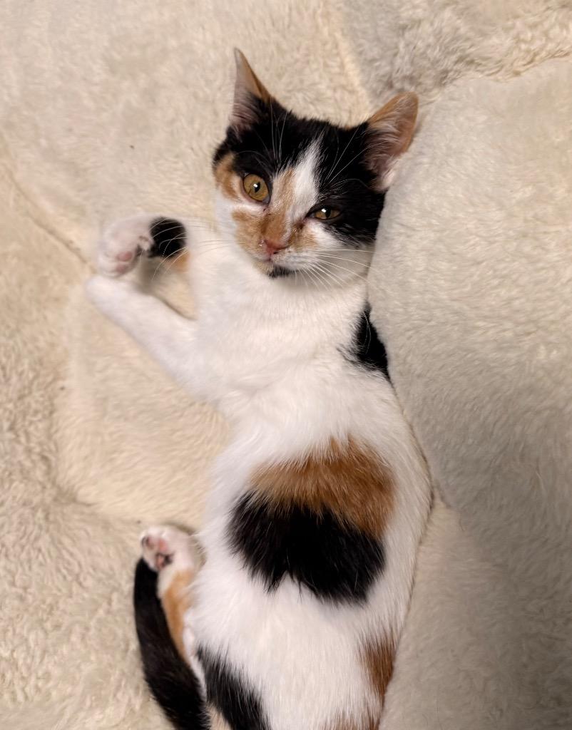 Callie, a Adoptable mixed breed in Defiance, OH image 6/6