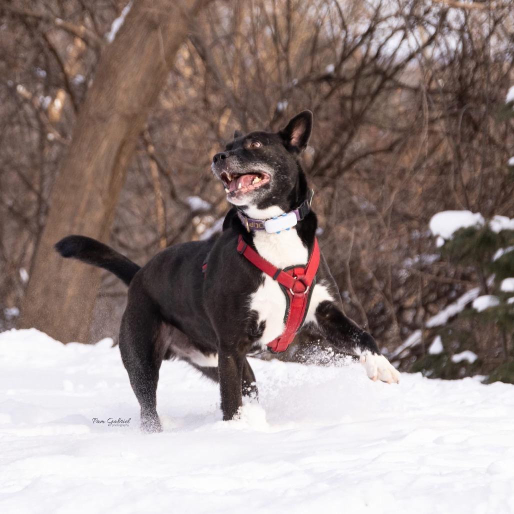 Enlarge Elkin, a Adoptable mixed breed in Crystal, MN image 1/5