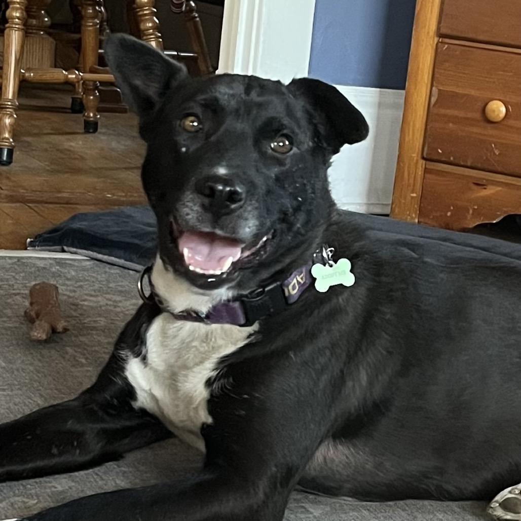 Elkin, Adoptable, Adult Male Black Labrador Retriever.