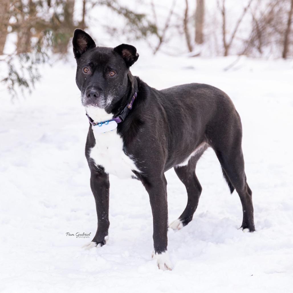 Enlarge Elkin, a Adoptable mixed breed in Crystal, MN image 2/5