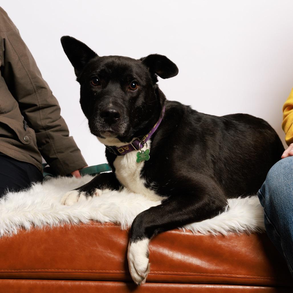 Enlarge Elkin, a Adoptable Black Labrador Retriever in Crystal, MN image 2/6