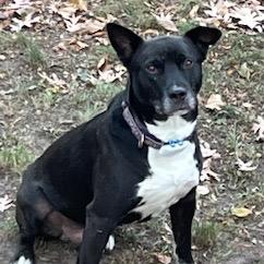 Enlarge Elkin, a Adoptable Black Labrador Retriever in Crystal, MN image 3/6