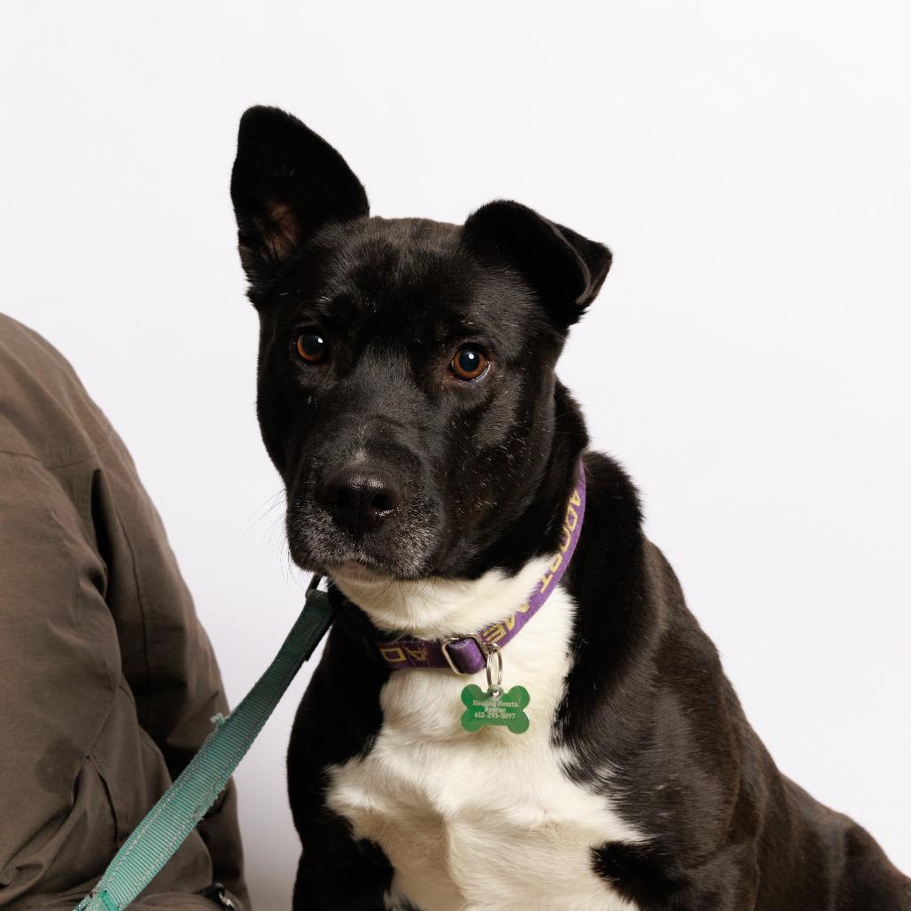 Enlarge Elkin, a Adoptable Black Labrador Retriever in Crystal, MN image 4/6