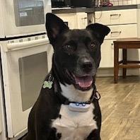 Enlarge Elkin, a Adoptable Black Labrador Retriever in Crystal, MN image 6/6