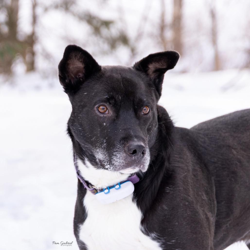 Enlarge Elkin, a Adoptable mixed breed in Crystal, MN image 3/5