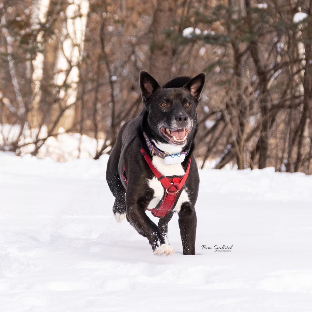 Enlarge Elkin, a Adoptable mixed breed in Crystal, MN image 4/5