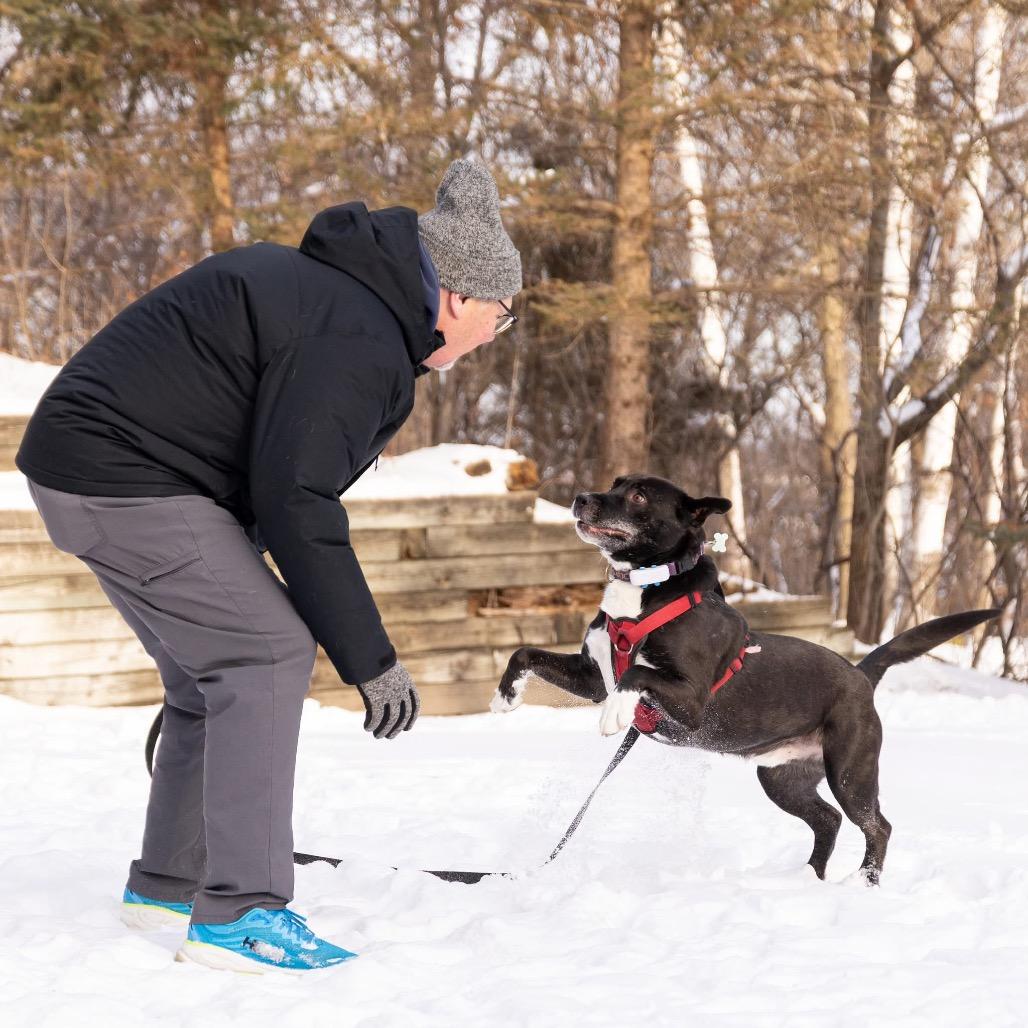 Enlarge Elkin, a Adoptable mixed breed in Crystal, MN image 5/5