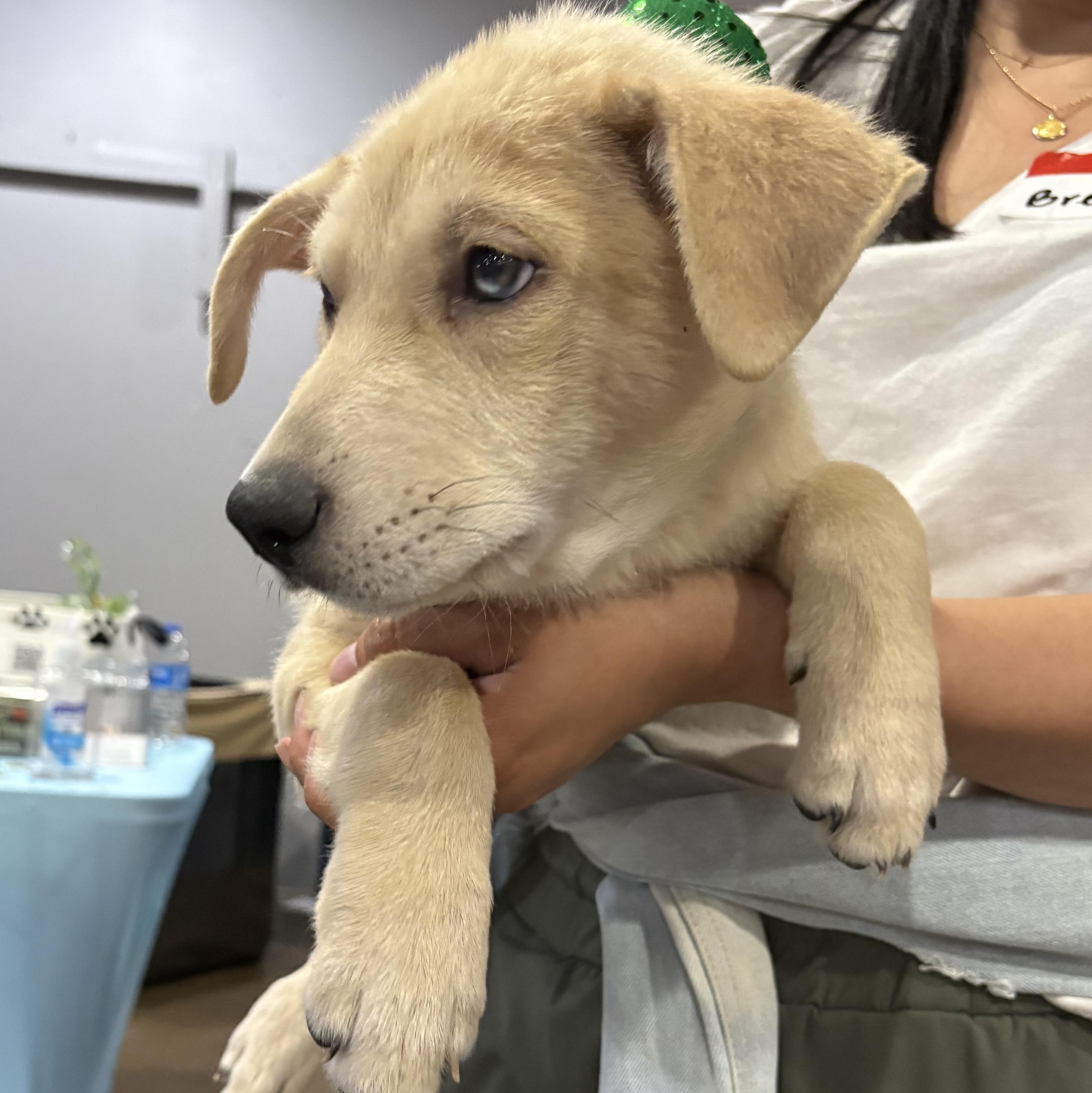 Enlarge Bentley, an adopted mixed breed in White Marsh, MD image 2/6