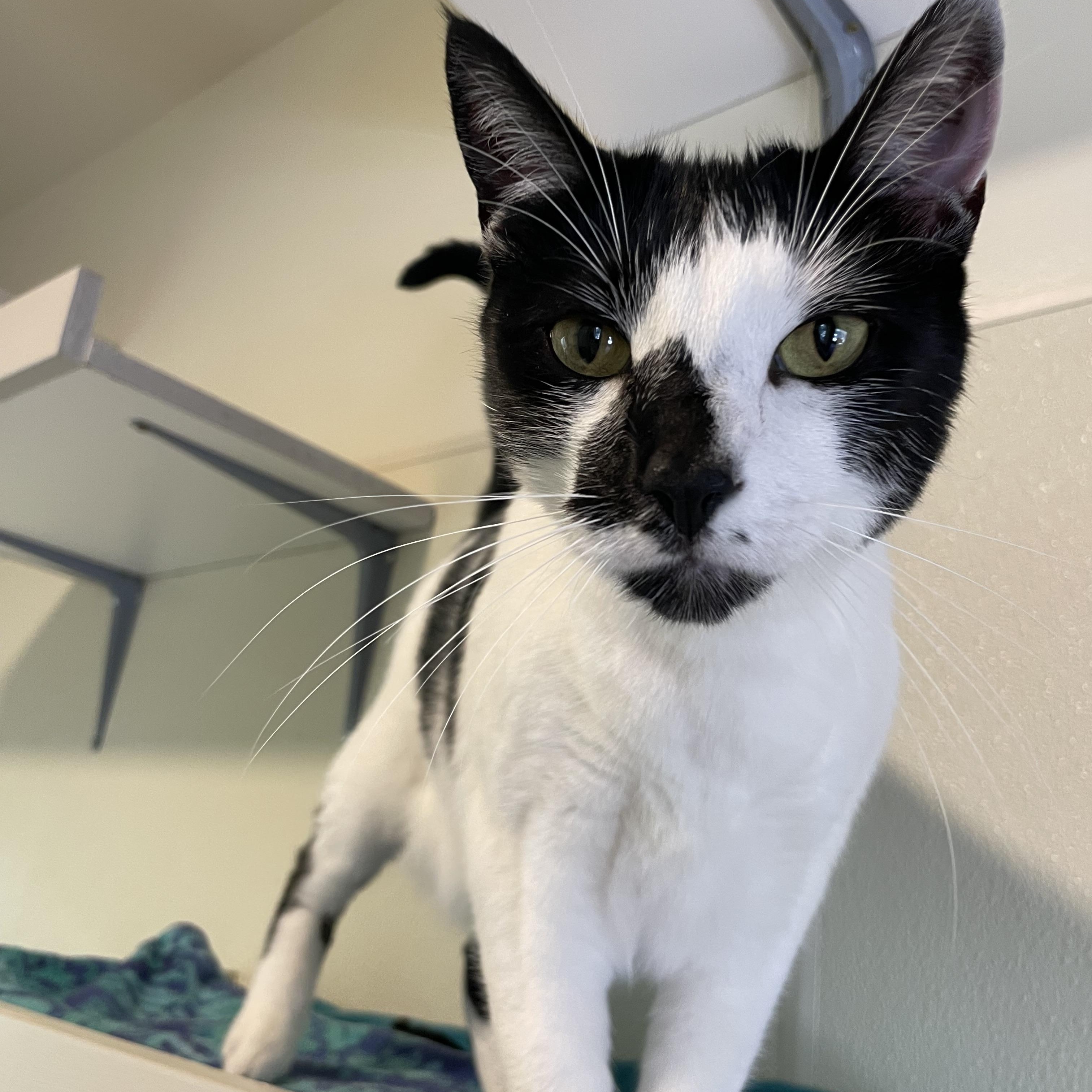 Enlarge Yin, a Adoptable Tuxedo in Friday Harbor, WA image 3/3
