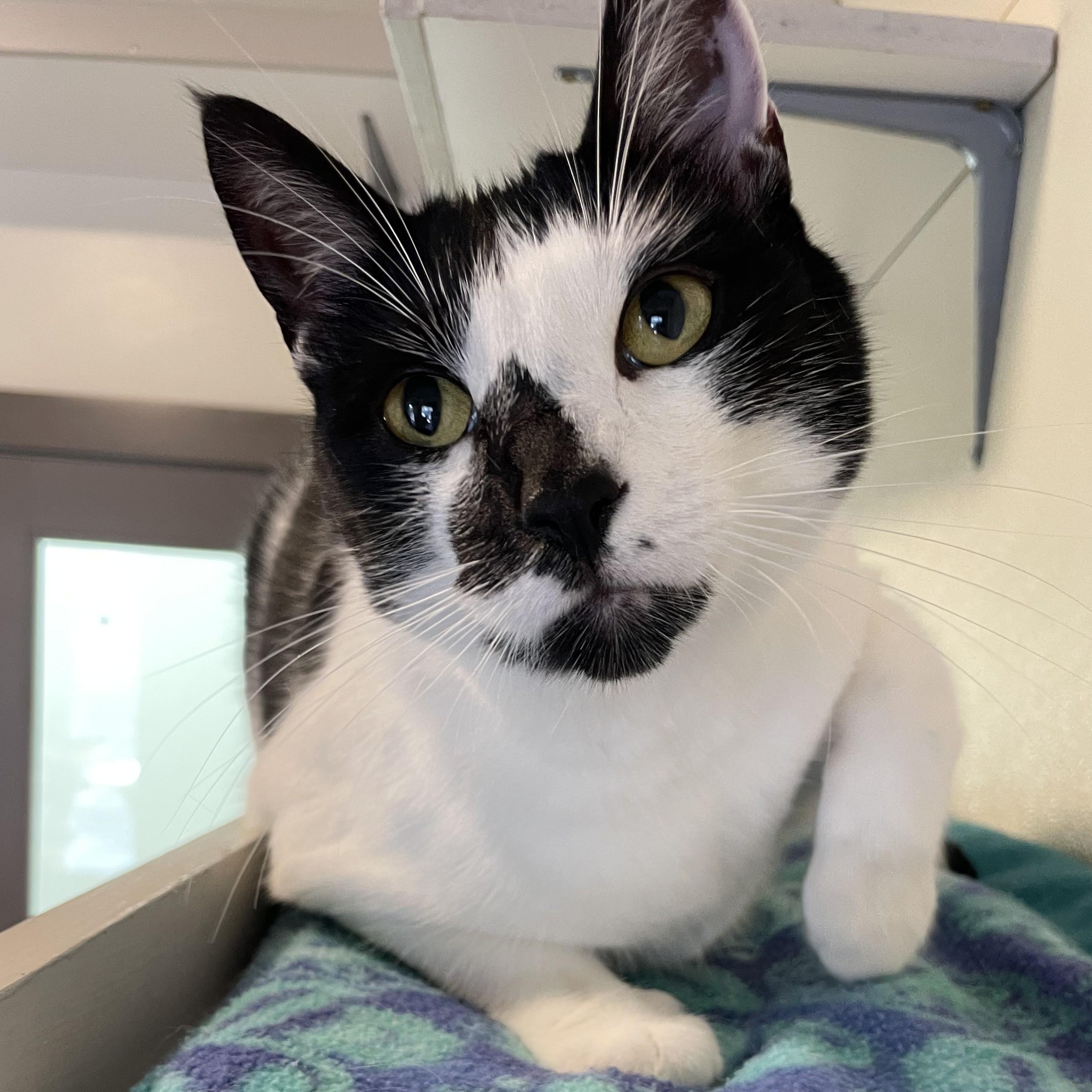 Yin, Adoptable, Adult Female Tuxedo.