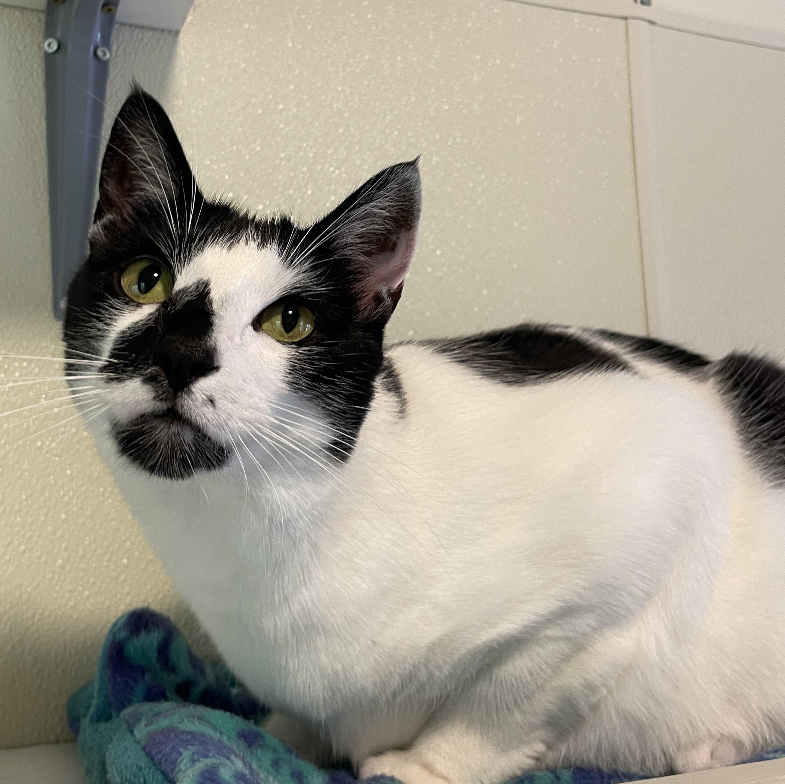 Enlarge Yin, a Adoptable Tuxedo in Friday Harbor, WA image 2/3