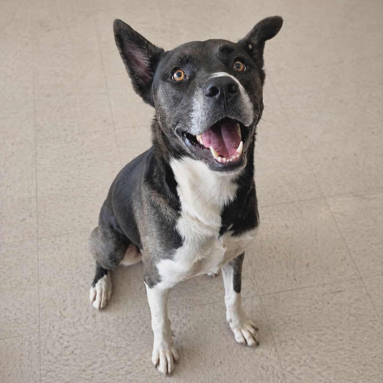 Enlarge SIMON, a Adoptable mixed breed in Pleasant Valley, MO image 4/6