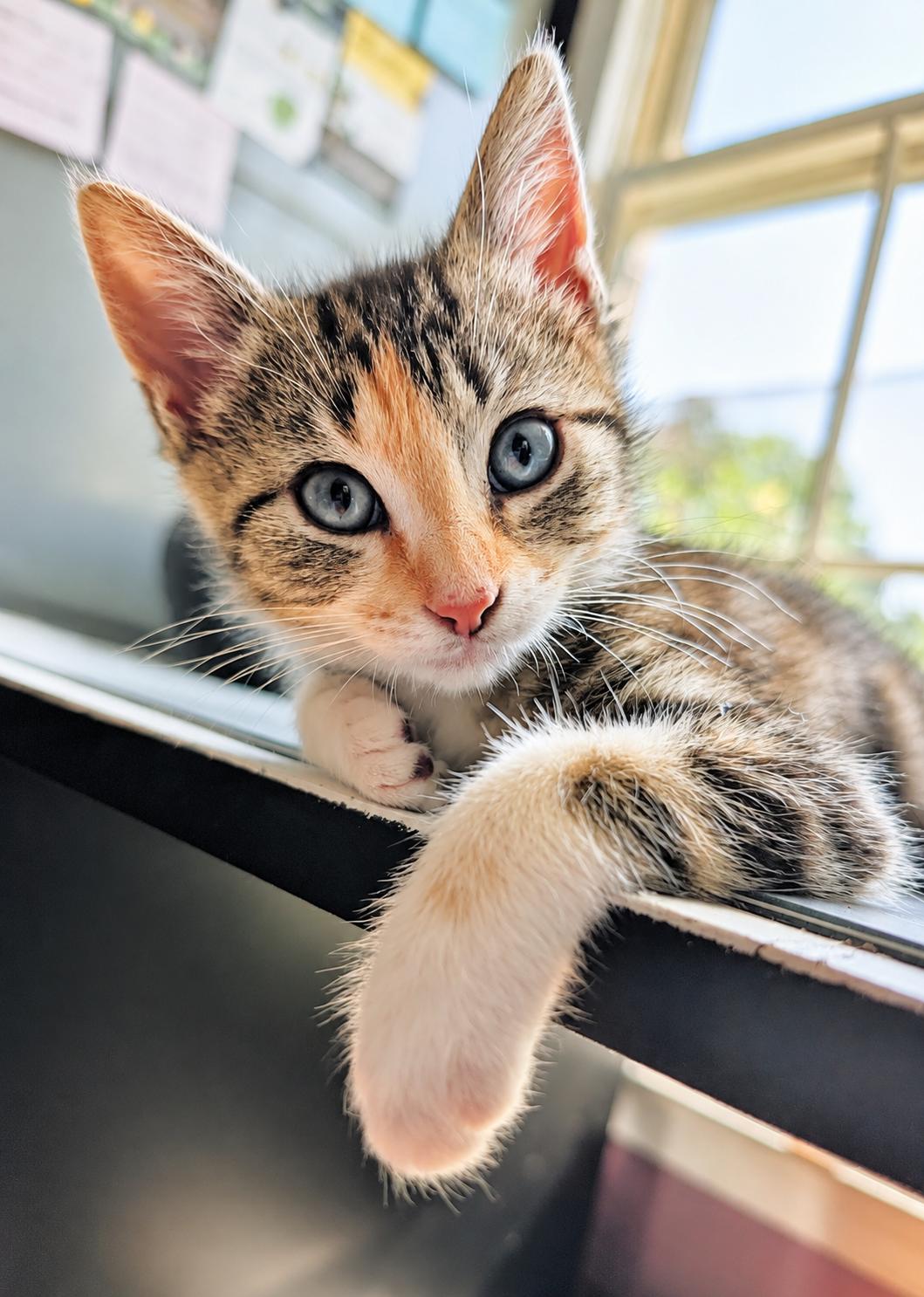 Enlarge Penelope - Bonded with Colin, an adopted Calico in Charlotte, NC image 2/5
