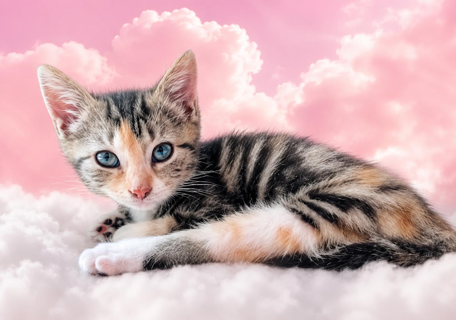 Enlarge Penelope - Bonded with Colin, an adopted Calico in Charlotte, NC image 1/5