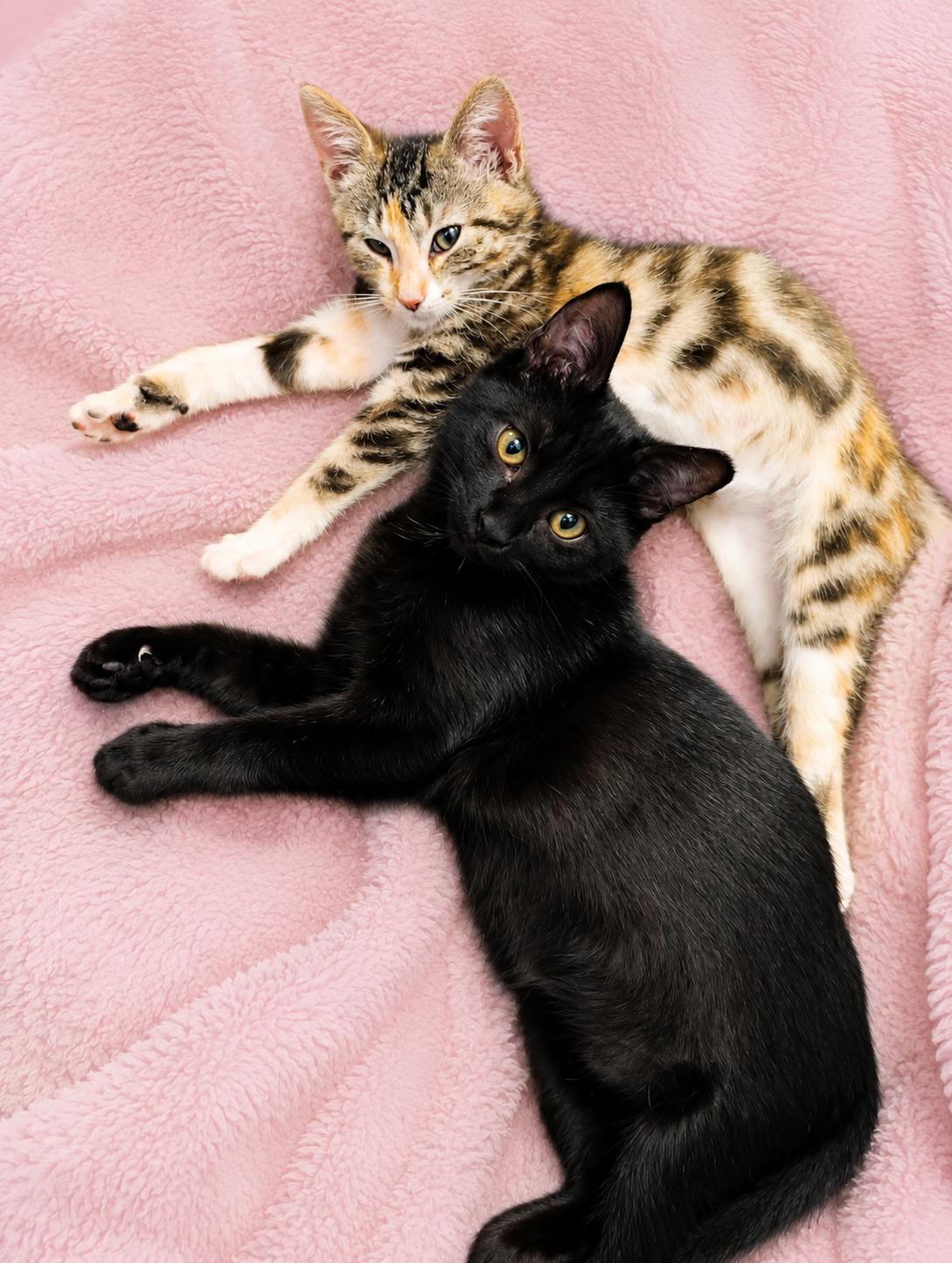 Enlarge Penelope - Bonded with Colin, an adopted Calico in Charlotte, NC image 4/5