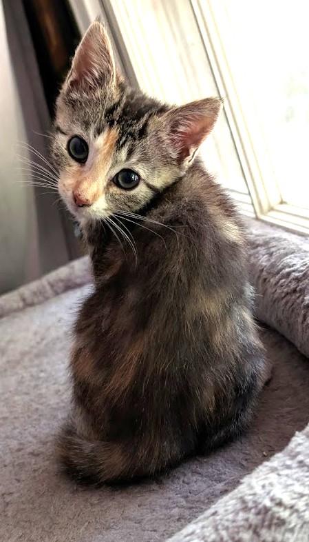 Enlarge Penelope - Bonded with Colin, an adopted Calico in Charlotte, NC image 5/5