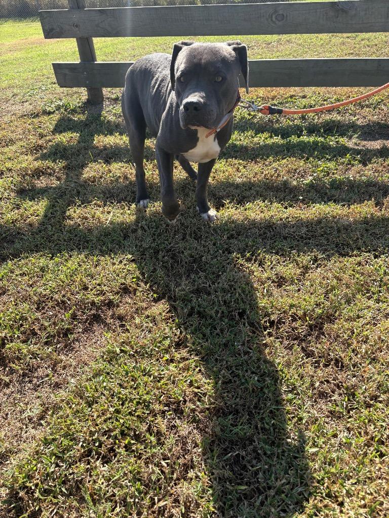 Enlarge Kilo, a Adopted Pit Bull Terrier in Wauchula, FL image 1/1