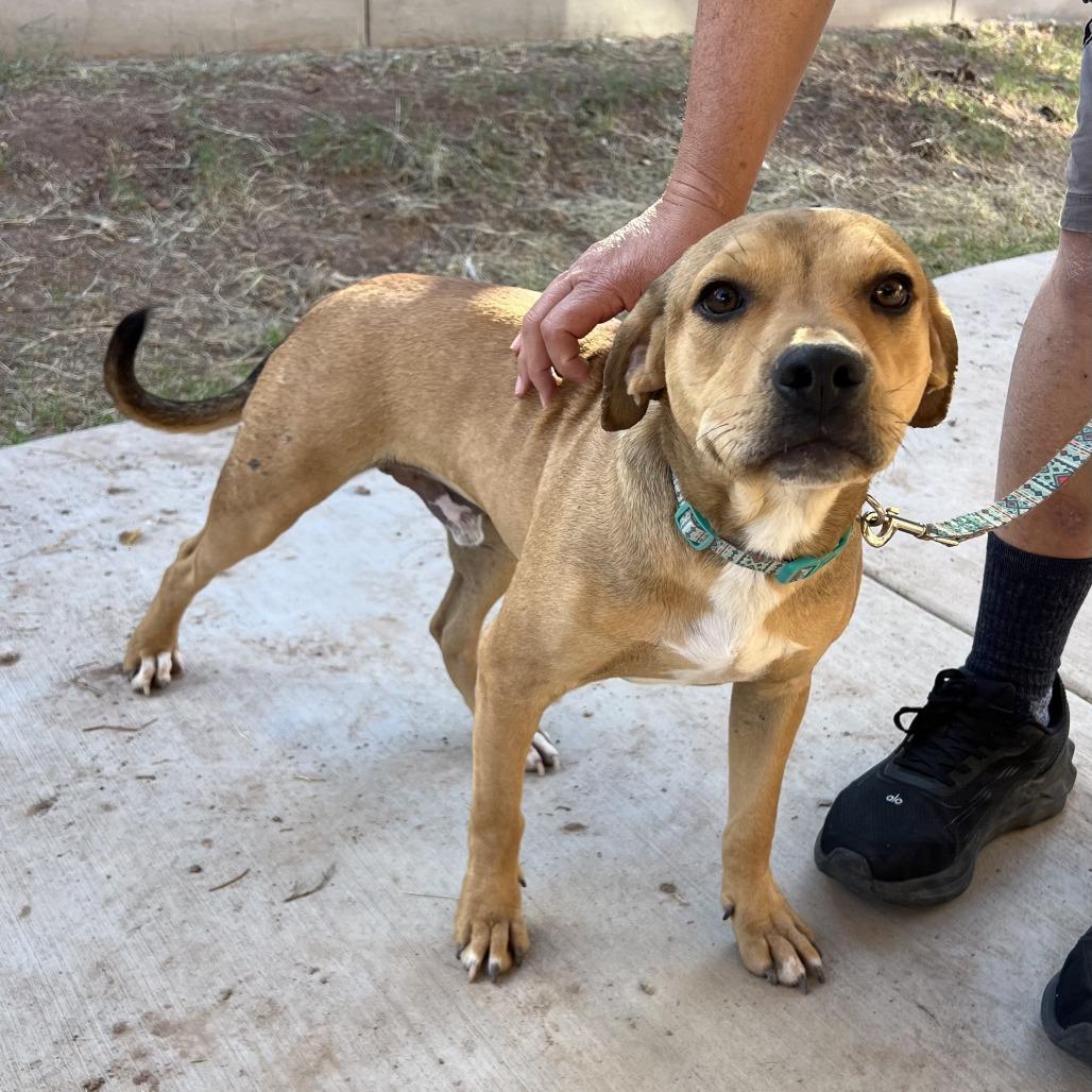 Enlarge *** Harris, a Adoptable mixed breed in Oceanside, CA image 3/3