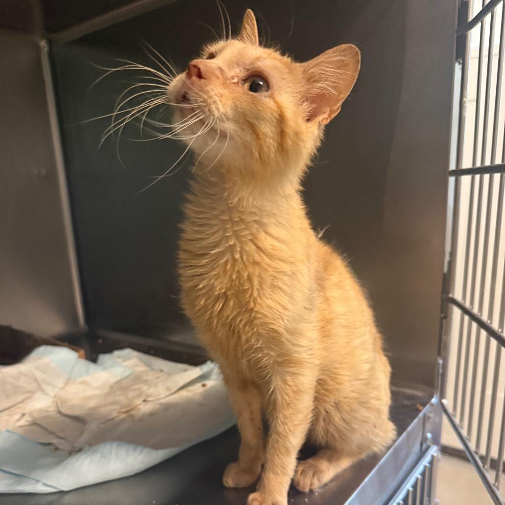 Mozzarella, Adoptable, Adult Male Domestic Short Hair.