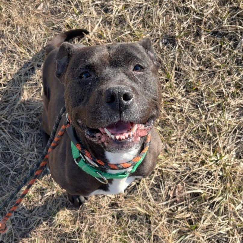 Enlarge Remi, a Adoptable Terrier in Ballston Spa, NY image 1/1